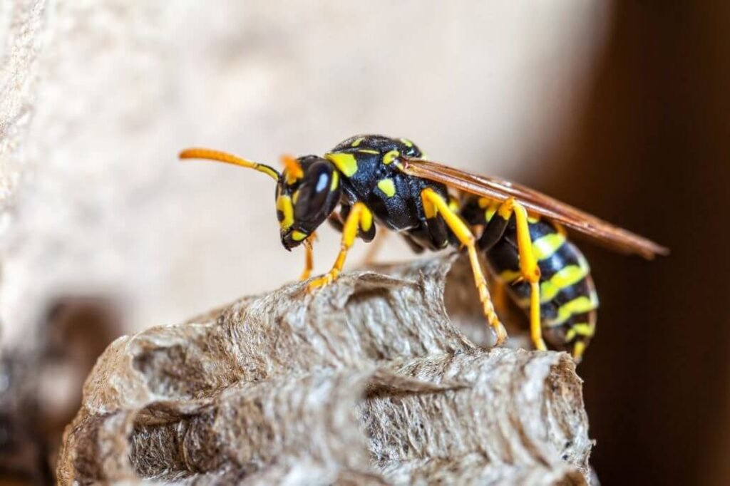 pest control wasp nest