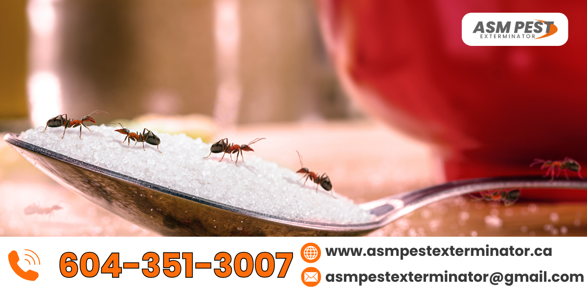 ants