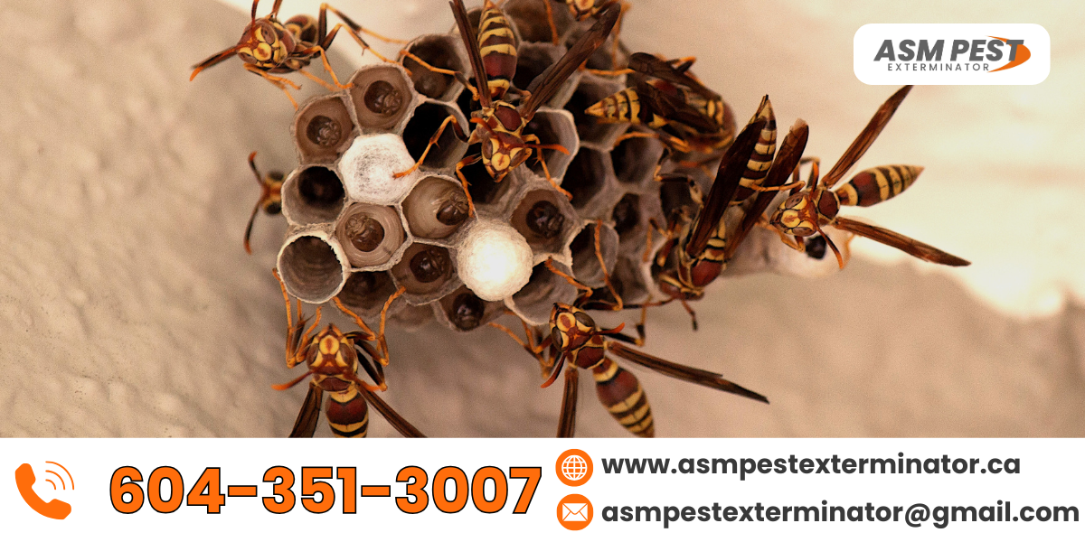 identifying-bee-and-wasp-nests
