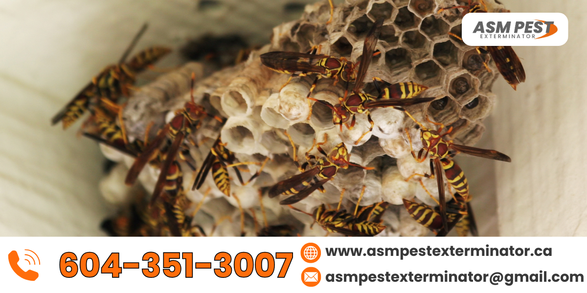 wasp-nest-removal
