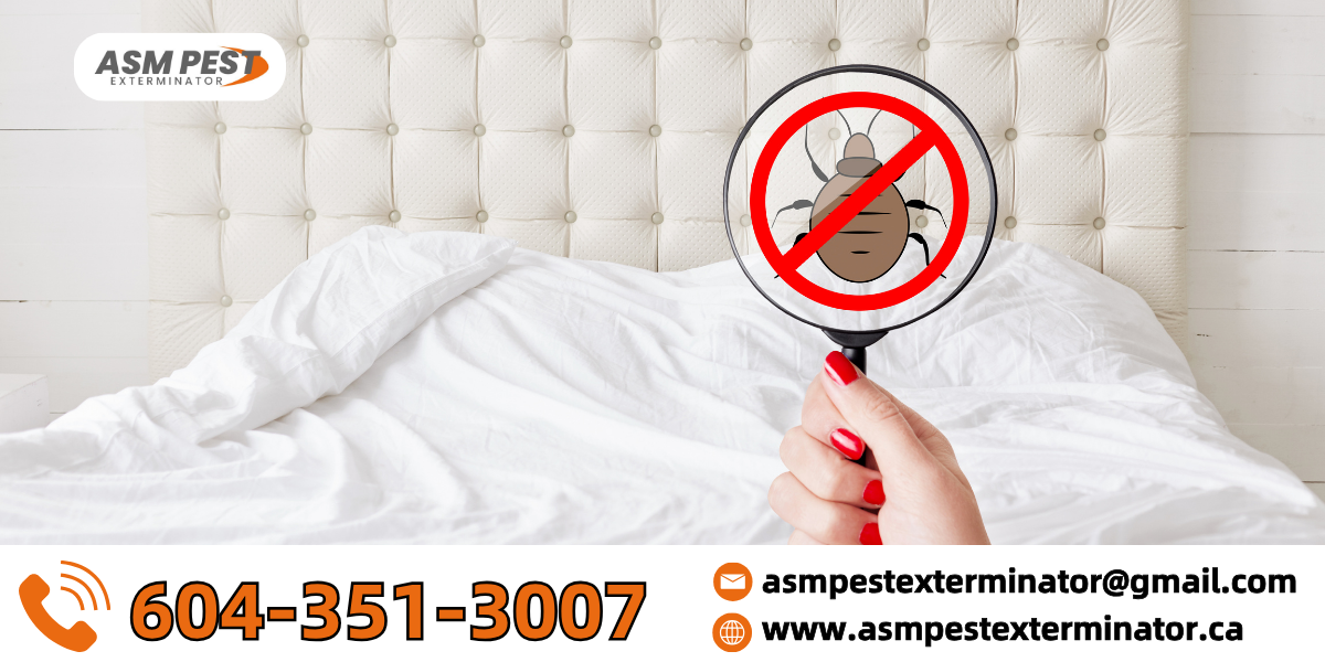 Bed-Bugs-In-a-Hotel