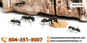 can-ants-spread- disease