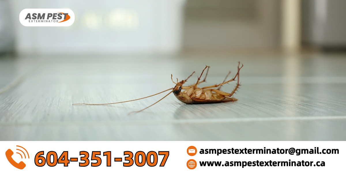 get-rid-of-cockroach