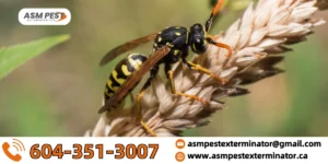 how-long-do-wasps-live