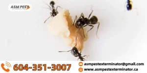 what-insects-eat-ants