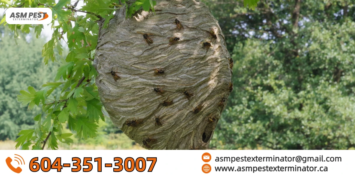 How-Many-Wasps-Are-in-a-Nest