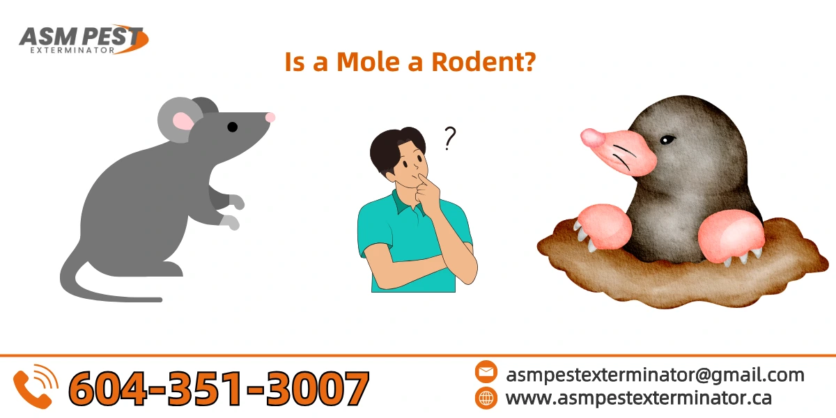 Is-a-mole-a-rodent