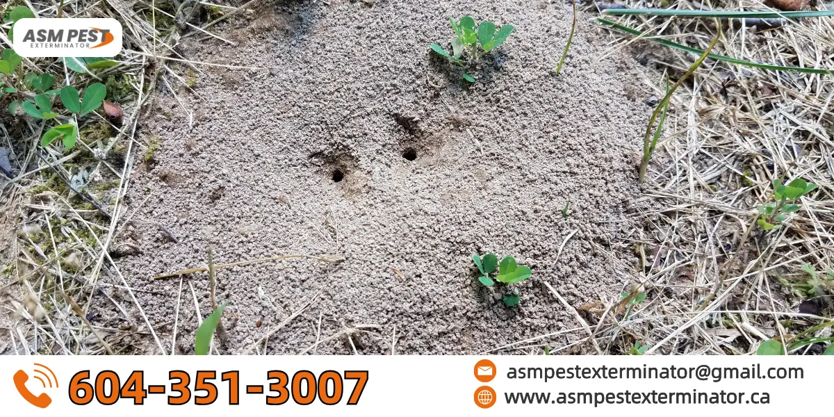 get rid of ant hills in grass