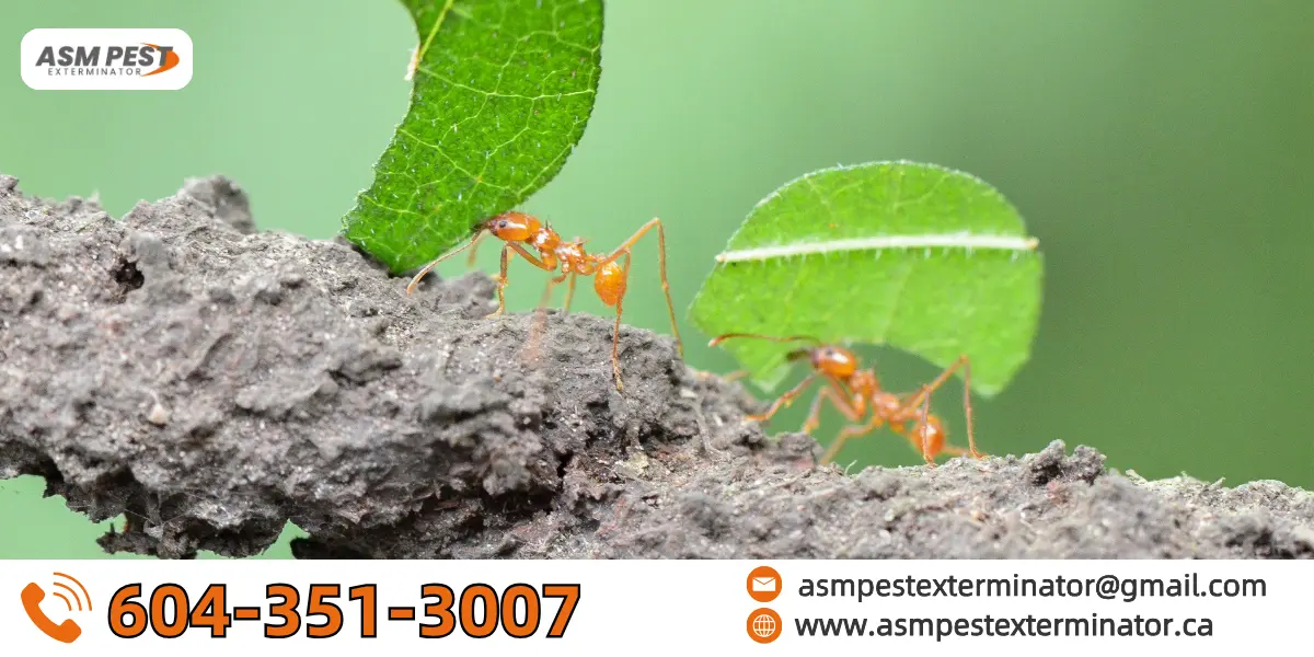 get rid of ants outside
