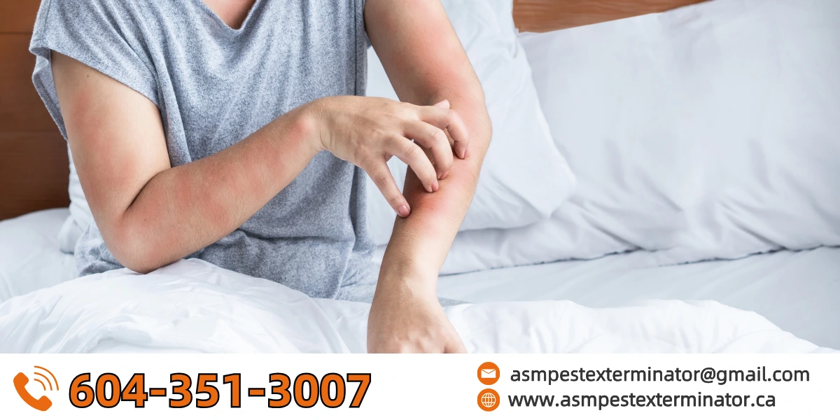 get rid of bed bugs