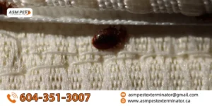 can bed bugs jump or fly