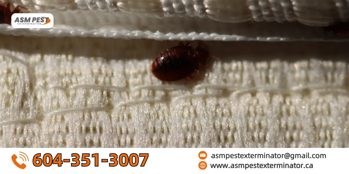 can bed bugs jump or fly