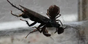 do spiders eat cockroaches
