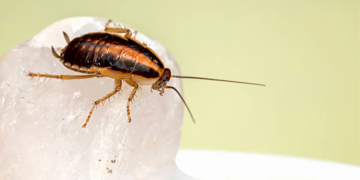 does cold kill cockroaches