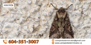 get rid of moths flies