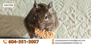 what do rats like to eat
