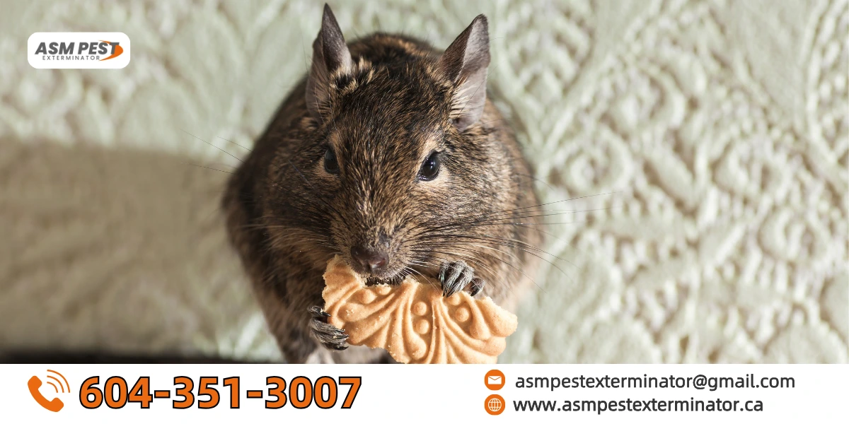 what do rats like to eat