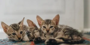 Do-Bedbugs-Bite-Cats