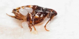 flea problems after treatment