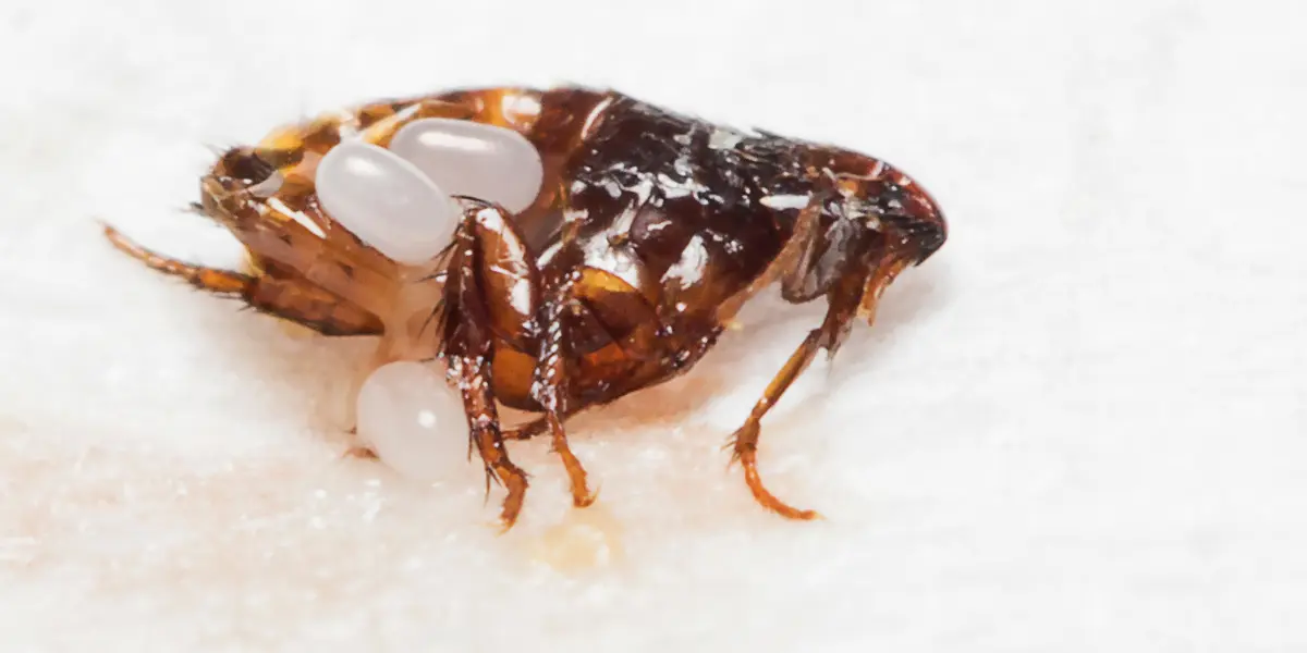 flea problems after treatment