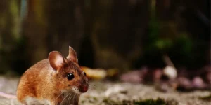 what attracts mice