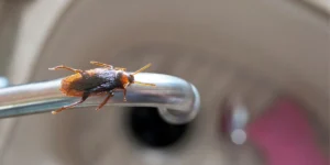 how-long-will-a-cockroach-live