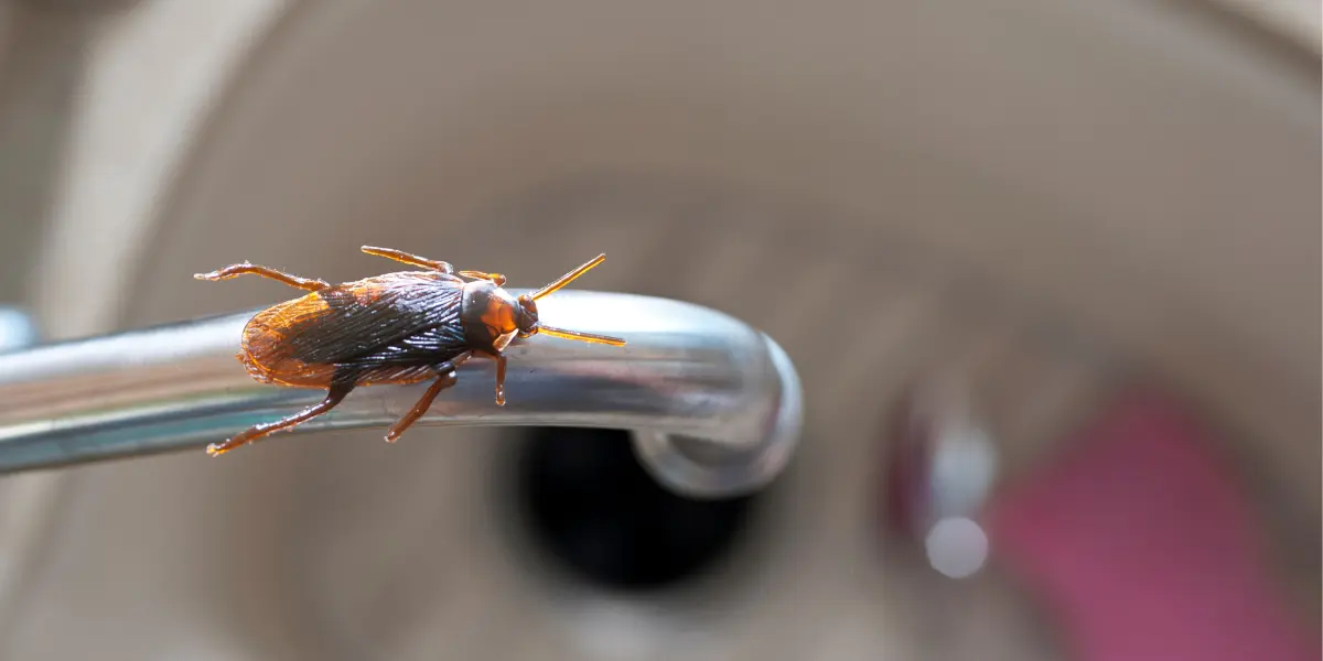 how-long-will-a-cockroach-live
