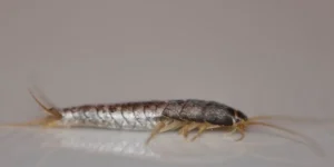 what-attracts-silverfish