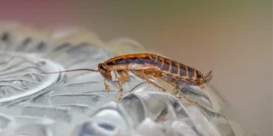 can-cockroaches-swim