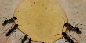 get-rid-of-ants-in -winters
