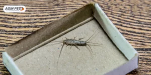 Are-Silverfish-Common-in-Apartments