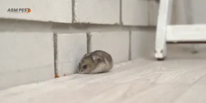Mice-in-the-Garage