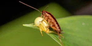 roaches-in-the-garden