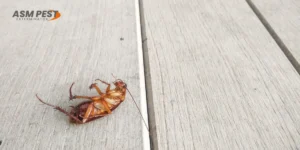 Will-Bleach-Kill-a-Cockroach