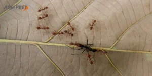 can-ants-kill-a-tree