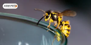 DIY-vs-Professional-Wasp-Removal