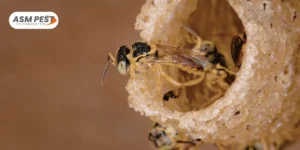 Where -Do-Wasps-Build-Nests