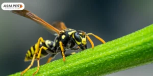 Do Wasps Sleep at Night?