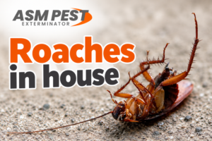 Roaches in house