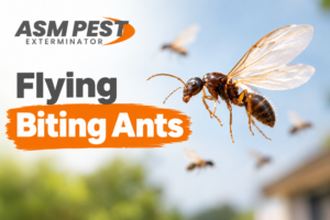 flying-biting-ants