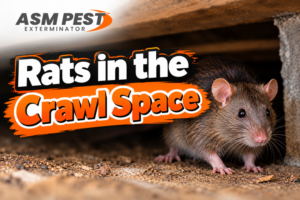rats-in-the-crawl-space